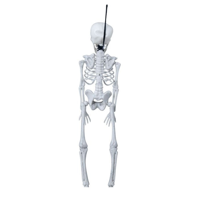 Halloween Skelet 40cm