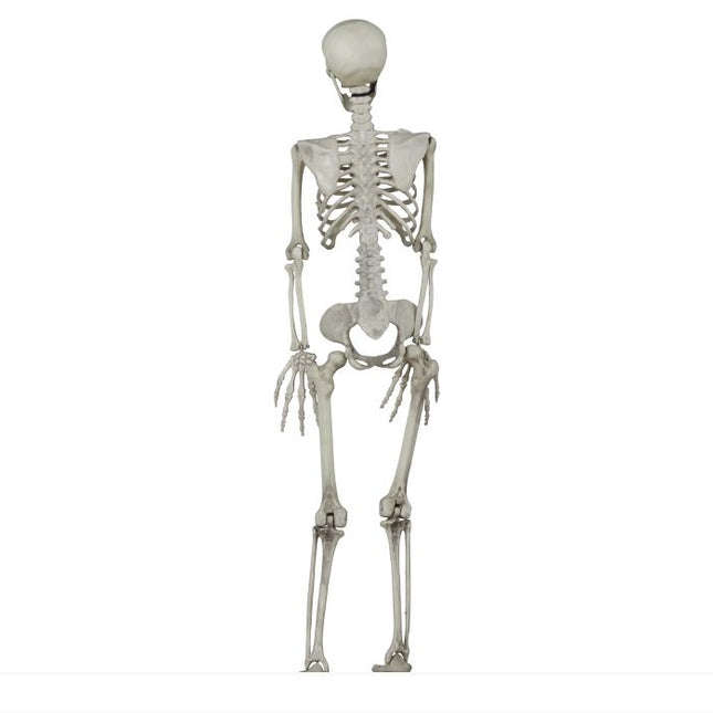 Halloween Skelet 90cm