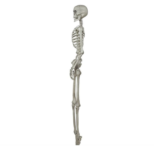 Halloween Skelet 1,6m