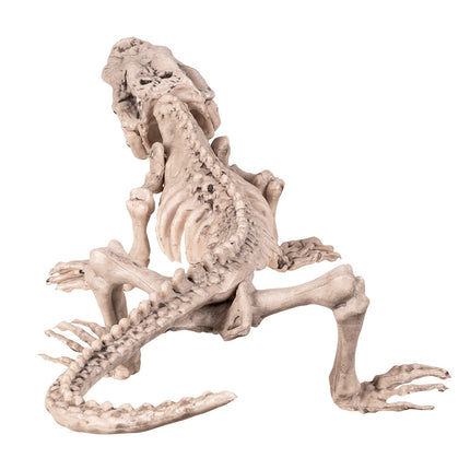 Halloween Krokodil Skelet 50cm